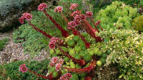 Best alpine plants: 16 types for borders, pots and rockeries