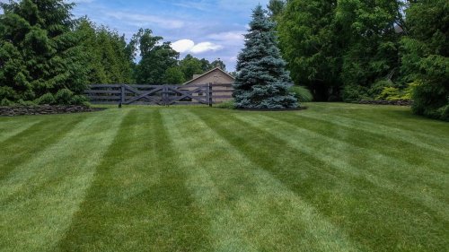 Your lawn can be green and stronger by using this one eco-friendly ingrediant