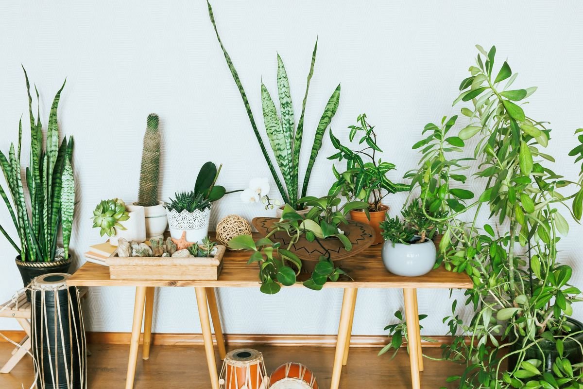 The house plants that will transform your living spaces and boost your mood
