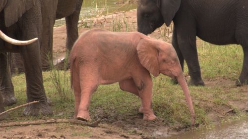 Watch a rare pink albino elephant baby playing by a waterhole in adorable footage