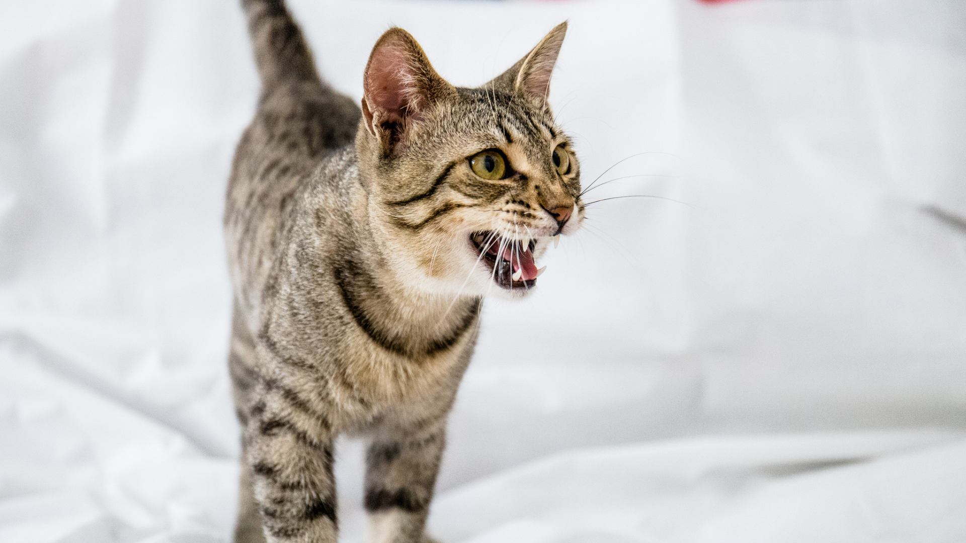 Why does my cat get aggressive at night? Vet reveals the answer and what to do about it