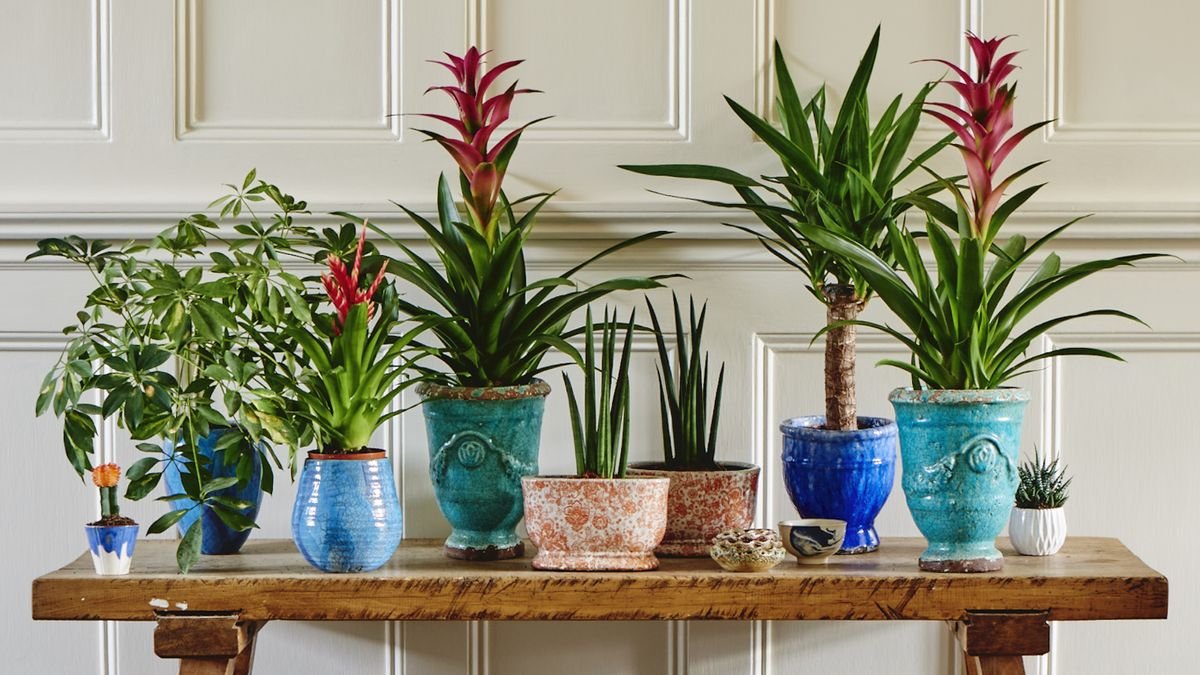 Houseplant staging is the secret to selling your home – according to estate agents