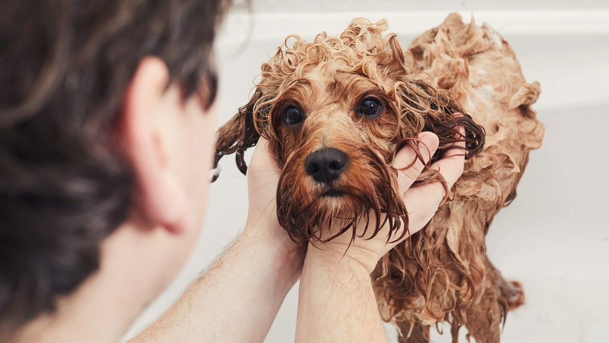 Why does my dog smell? Vet reveals 5 reasons and what to do about it
