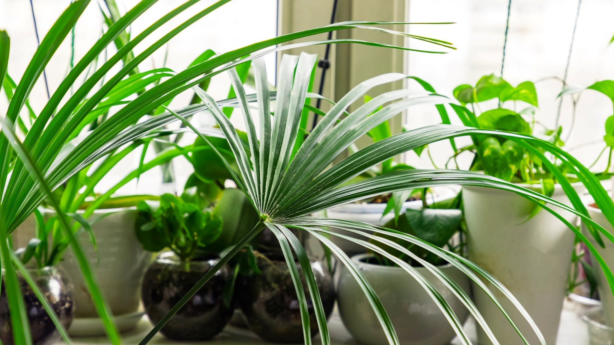 10 house plant mistakes you can avoid, according to a soil researcher