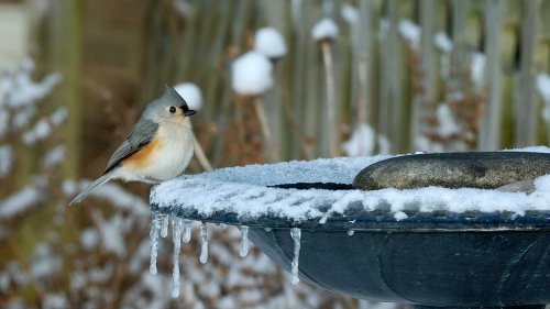 Winter Gardening Hacks To Keep Your Backyard Safe This Season