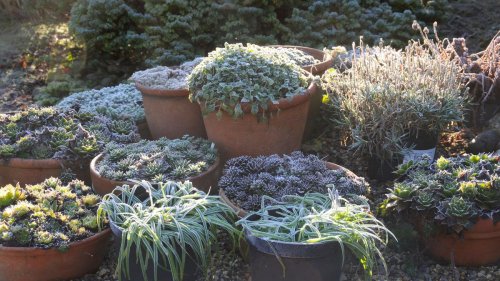 How to protect plants from frost: ensure your pots and plants survive the winter