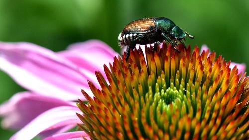 3 ways to kill Japanese beetles – you won't believe the pantry staple solution
