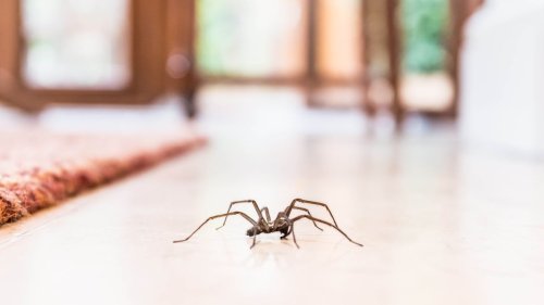 How to get rid of spiders and keep them out of your home