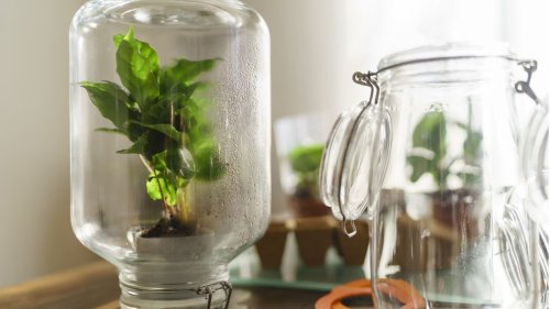 These DIY indoor greenhouse ideas will mean you can grow more and spend less 