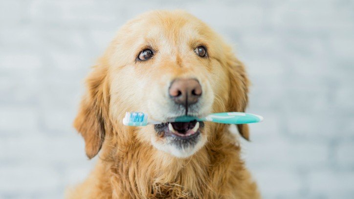 How to clean dog teeth without brushing