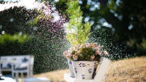 Overwatering plants: how to identify, avoid, and repair the damage it causes