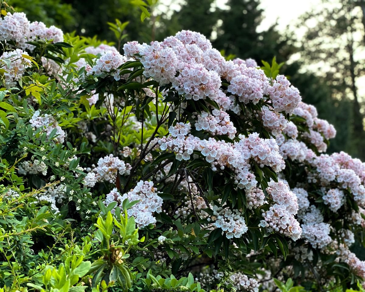 Best shrubs for privacy – the top 10 varieties to add to your yard