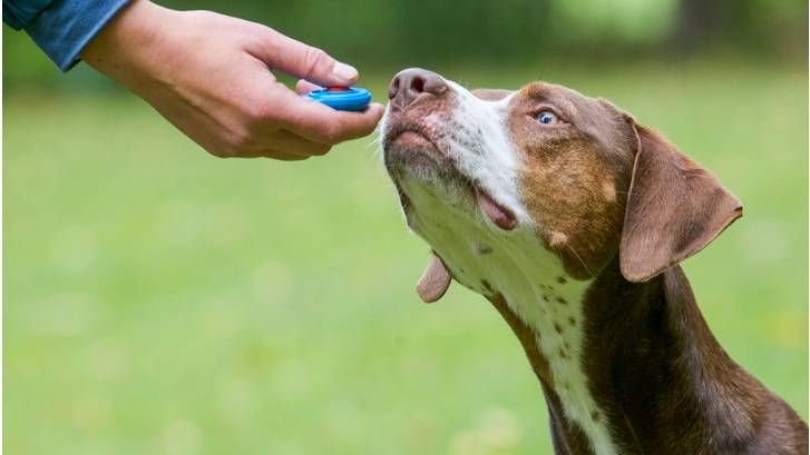 Clicker training for dogs: When and how you should use mark and reward