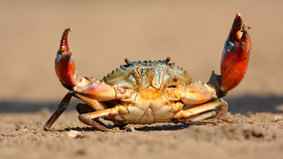 Why do animals keep evolving into crabs?