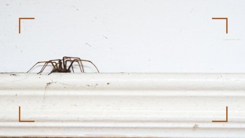 How to get rid of spiders – 7 expert tips to stop them coming into your home
