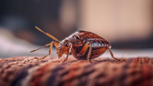 How to get rid of bed bugs — everything you need to know