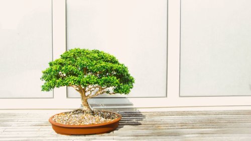 Best bonsai tree