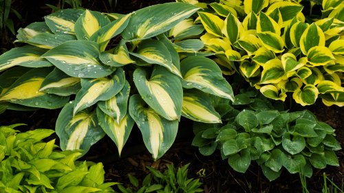 7 tips to turbocharge your plants into hypergrowth mode