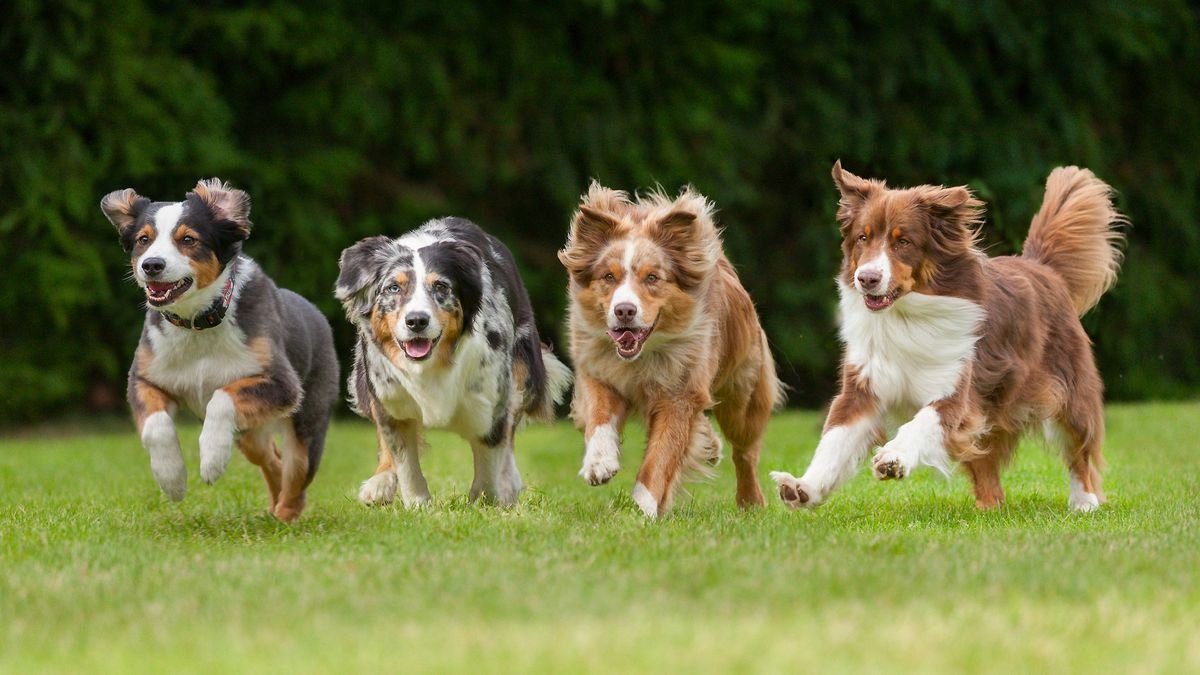 Top 10 ten smartest dog breeds revealed - is your pup among them?