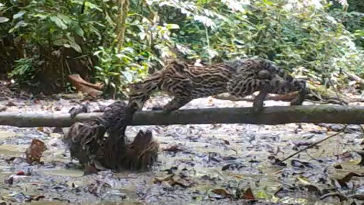 Watch sloth fight off ocelot in incredibly rare footage from deep in the Amazon rainforest