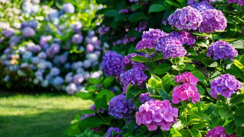 5 mistakes to avoid when growing hydrangeas