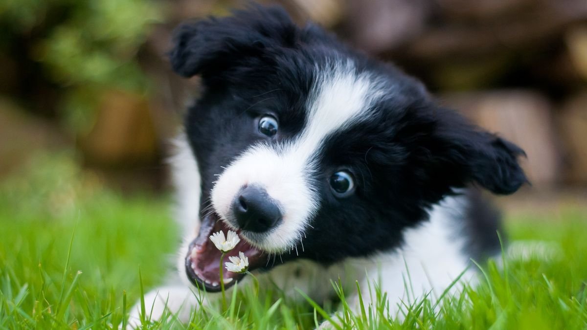 My puppy eats everything outside — what can I do?