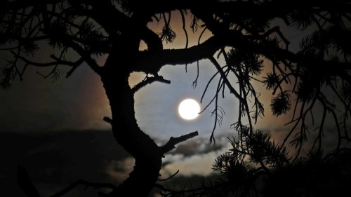 'This should not be published': Scientists cast doubt on study claiming trees 'talk' before solar eclipses