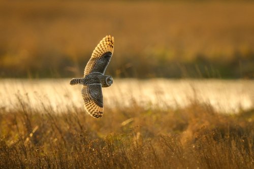 Wildlife pro’s amazing short-eared owl images captured on the new Nikon Z9