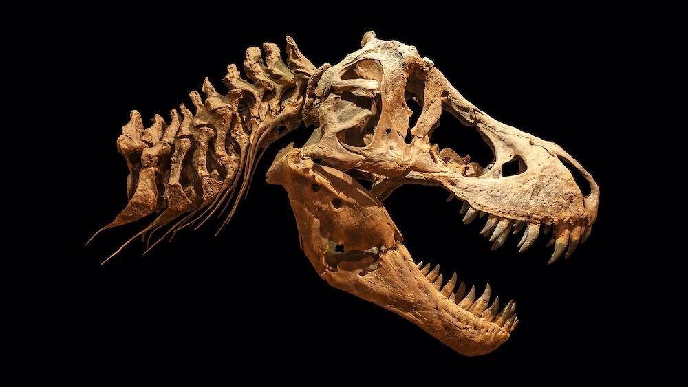 T. rex could have been 70% bigger than fossils suggest, new study shows