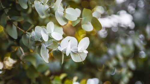 When to prune eucalyptus – know the best season for the tree and its health