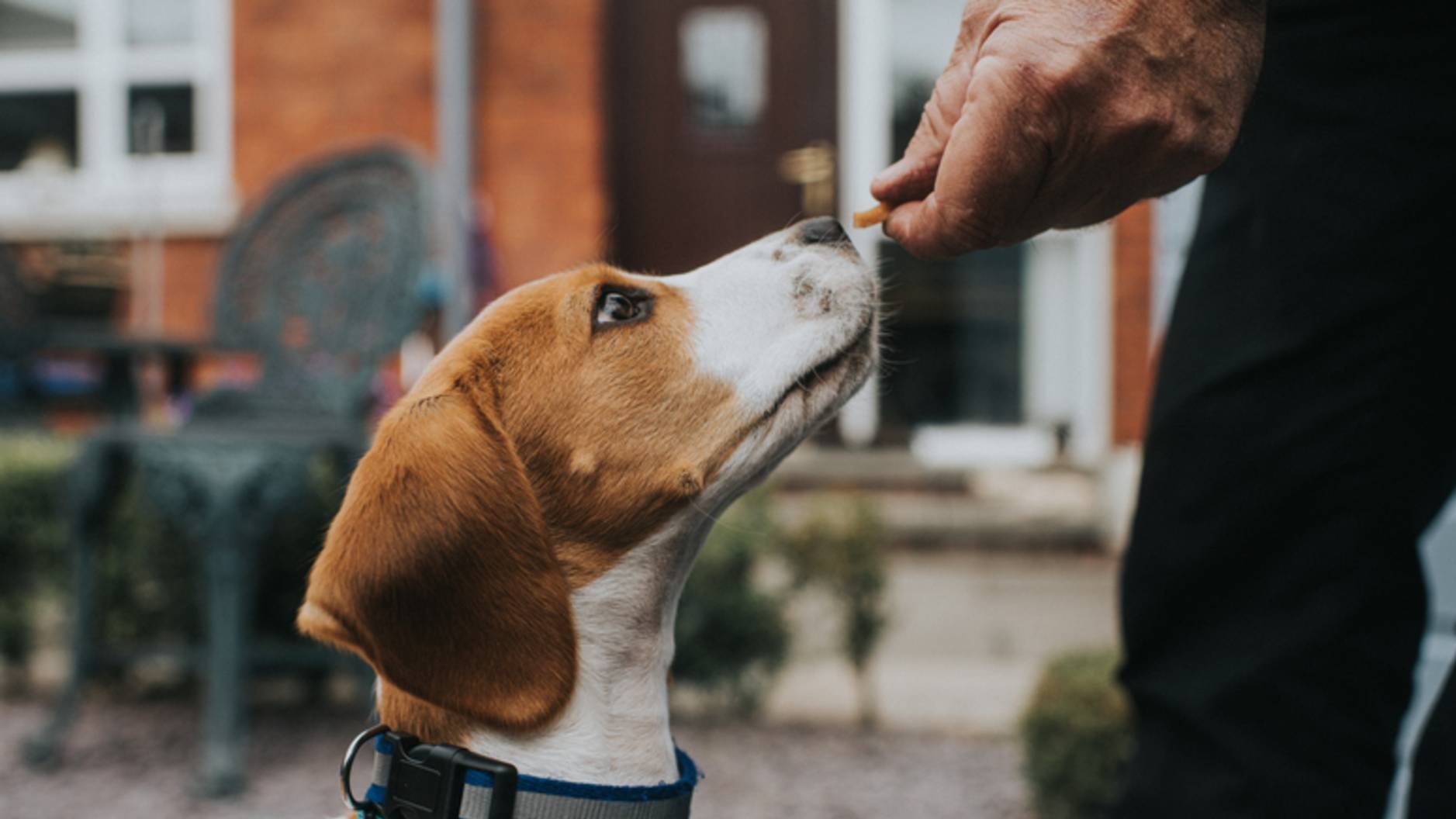 Training dogs with treats: How to reinforce good behavior the right way