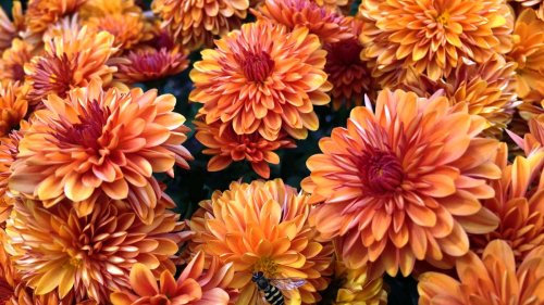 How to winterize mums – follow our expert advice to protect these fall favorites