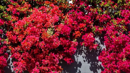 How to propagate bougainvillea – 2 expert methods to try