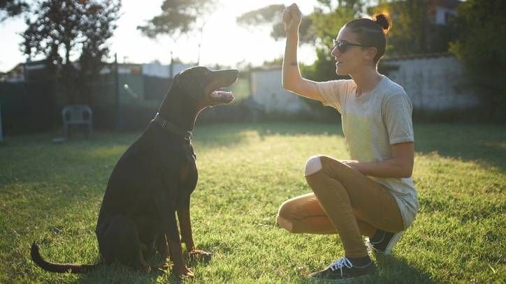 Good Boy: The science behind positive reinforcement for dogs