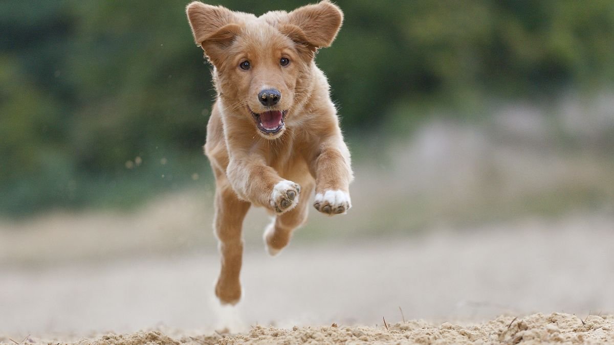 Why do dogs and cats run around in random bursts of speed?