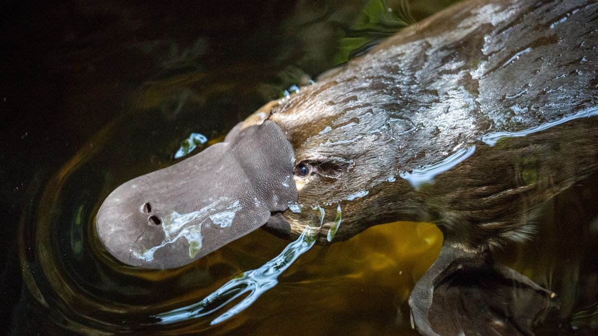 Platypus stabs woman with its venomous spurs in odd case