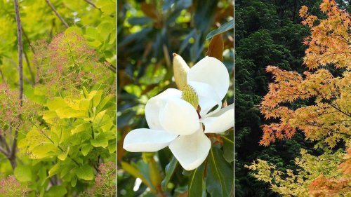 Best privacy trees for small backyards – 10 compact choices for screening your space