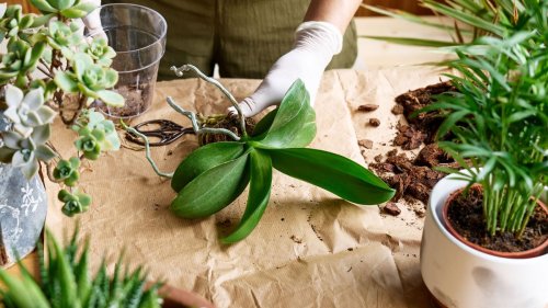 What causes orchid root rot and how do you solve it?