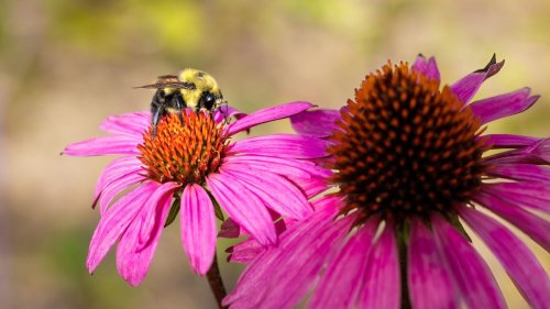 Magazine - Bees And Pollinator Garden