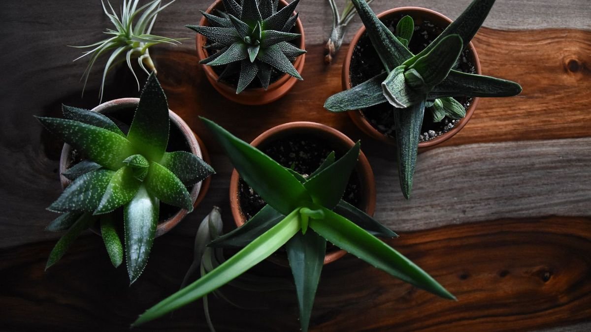 How often should I water an aloe plant? Expert tips for a superb succulent
