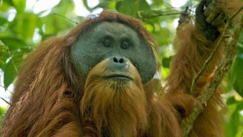 Rarest great ape on Earth could soon go extinct