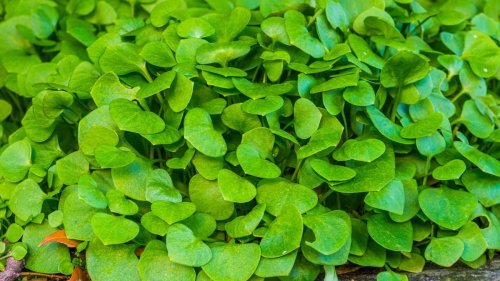 How to grow winter purslane – an underappreciated plant perfect for winter salads
