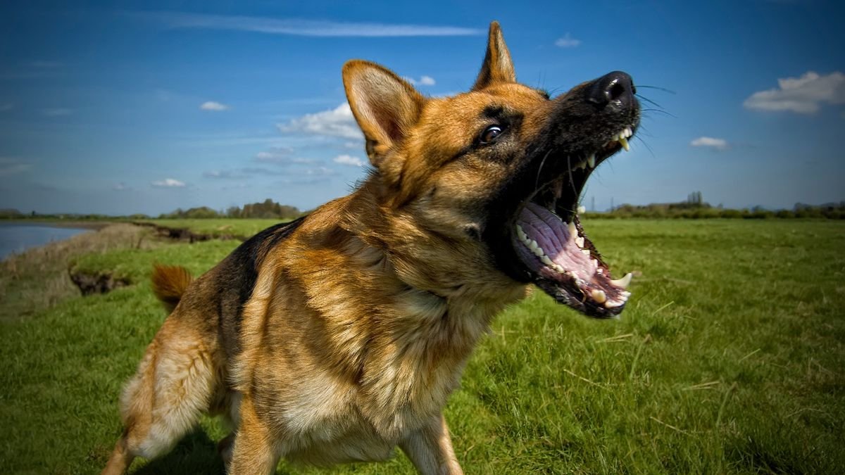 What to do you if you encounter aggressive dog behavior