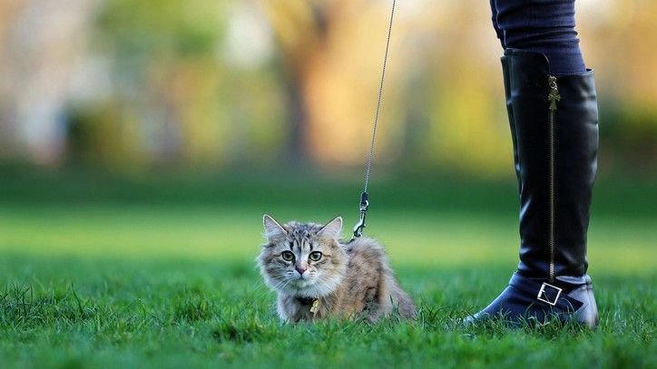 How to leash train a cat: A vet's guide to safe walks with your feline