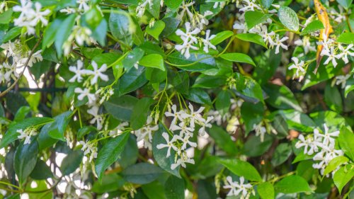 How to grow star jasmine in pots – the fast-growing flowering vine that will cover walls and fences with fragrant, starry blooms