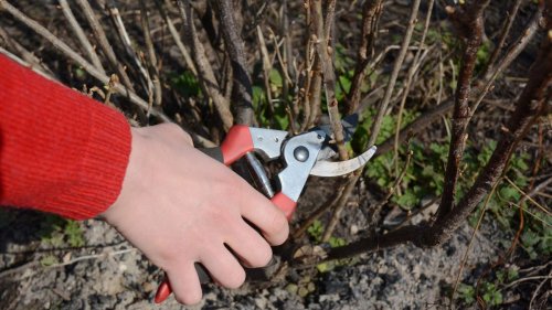 7 plants to prune in January – shrubs and fruit bushes to snip this month