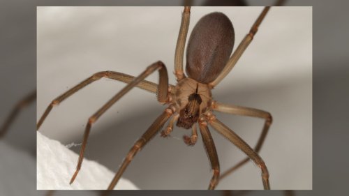 Brown recluse bites caused two people's blood cells to self-destruct