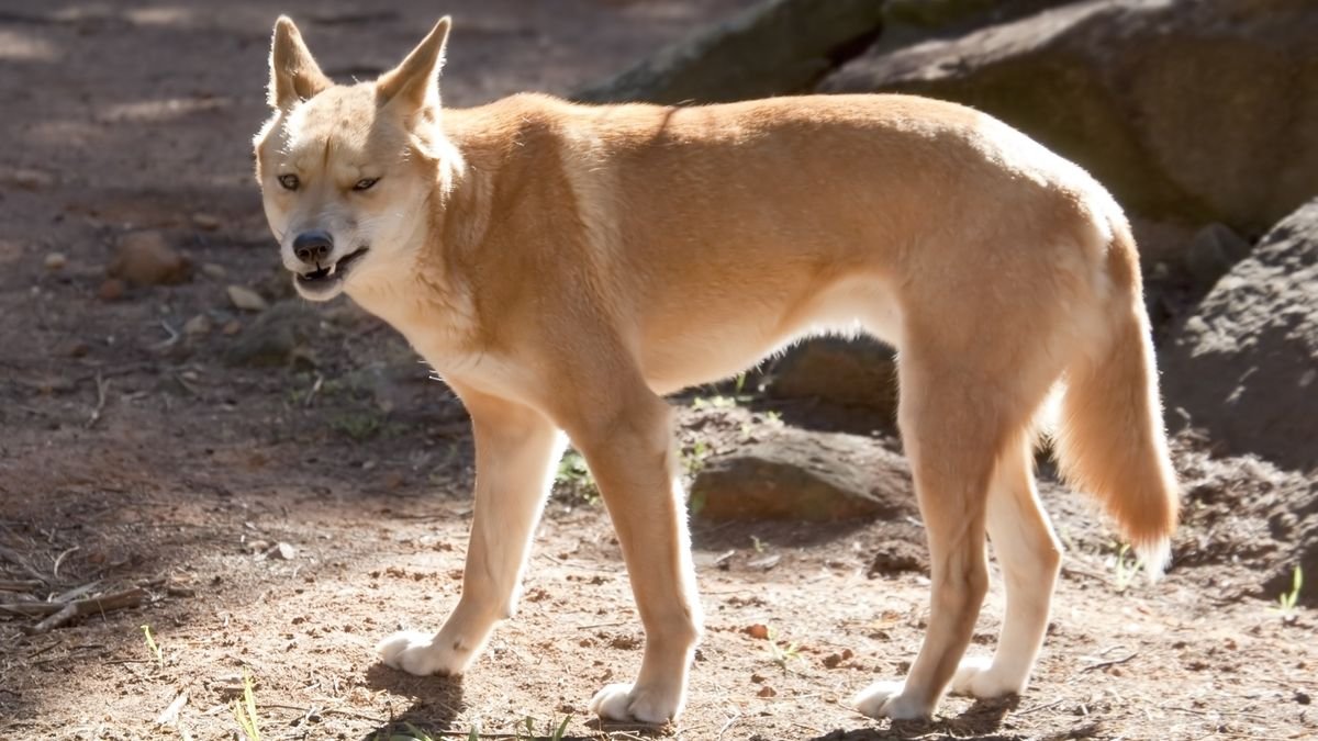 In rare attack, dingo repeatedly bites and holds girl underwater. (Luckily she survived.)