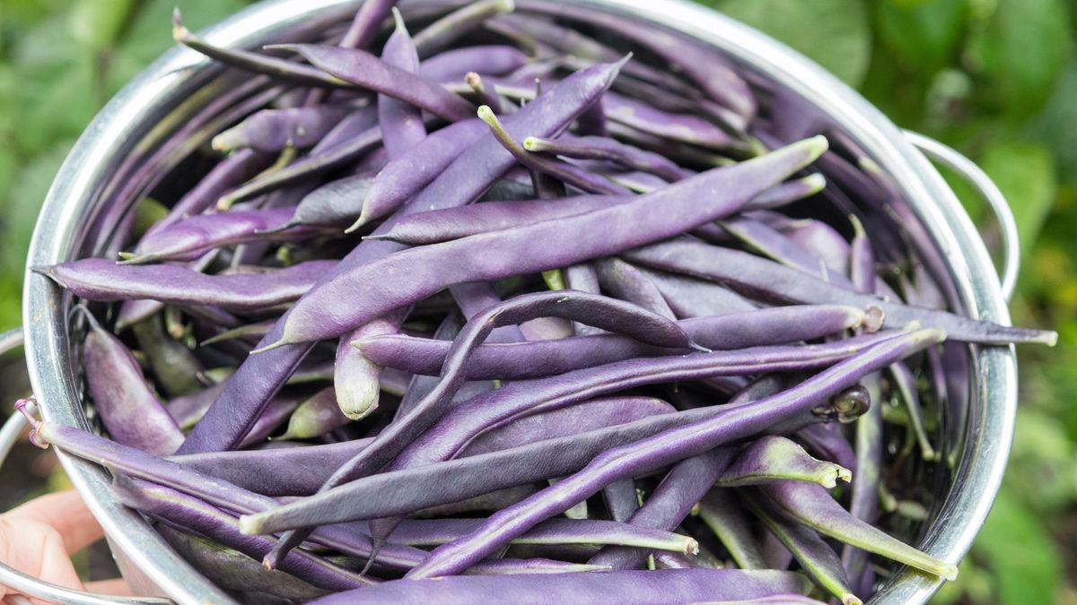 How to grow French beans: our complete growing guide