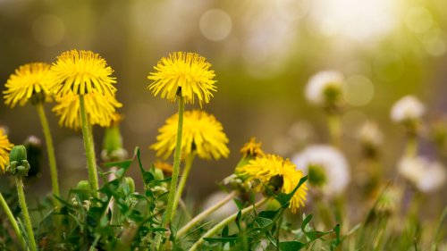 Why leaving this weed in your yard will help benefit your garden